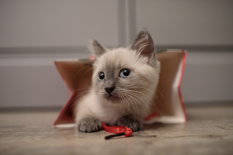 アイルーみたいな猫
